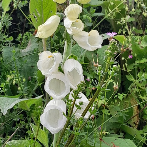 New white foxglove plants - new,