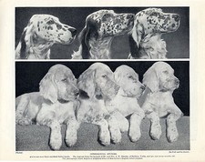 ENGLISH SETTER DOGS AND PUPPIES LOVELY OLD ORIGINAL DOG PRINT PAGE FROM 1934