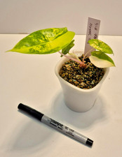 Alocasia Pink Dragon Aurea #14