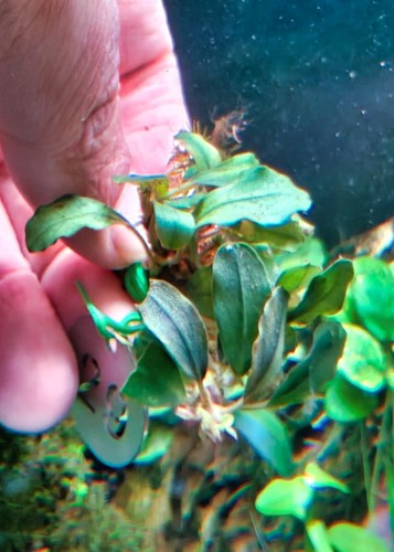 Bucephalandra helena - helena, kz