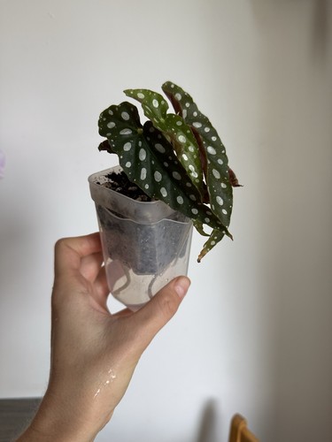 Begonia maculata polka dot - begonia,