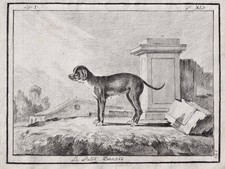 Dane Dog Great Dane Dog