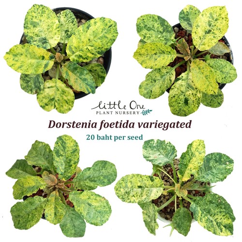 Dorstenia foetida variegated
