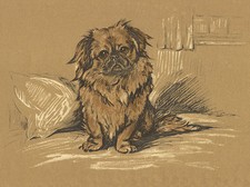 TIBETAN SPANIEL CHARMING DOG