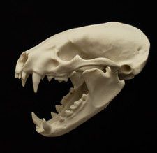 Badger Skull Replica Life Size