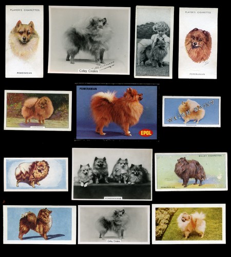 Pomeranian pom - pomeranian,