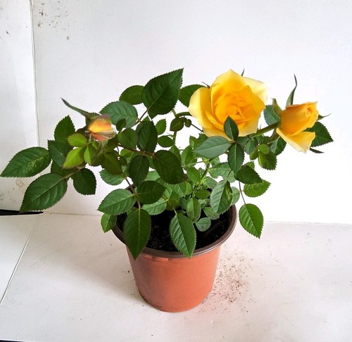 Yellow rose potted - rose, (rosa)