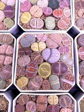Rare mix veriaties of - mix,