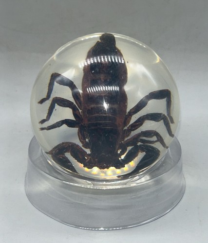 Taxidermy scorpion entomology - taxidermy,