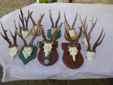 10 Good Roe Deer horns with sculls