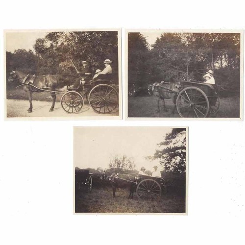 Horses and carriage - horses, in