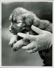 1981 Press Photo Female mixed