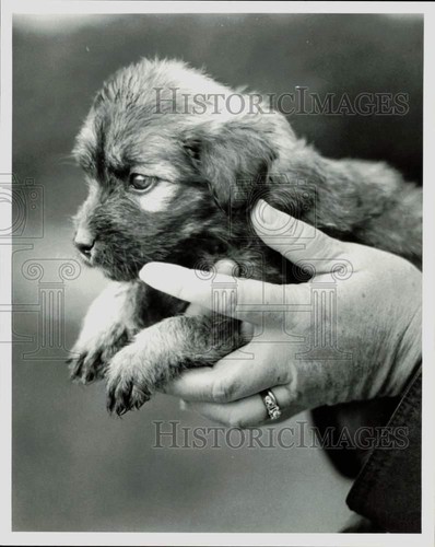 1981 press photo female mixed - photo,