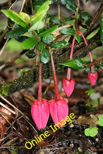 Photo 6x4 tree fuchsia - 6x4,