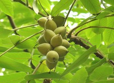 JUGLANS MANDSCHURICA, Asian Walnut Tree, edible fruit, large leaves, 20-40cm