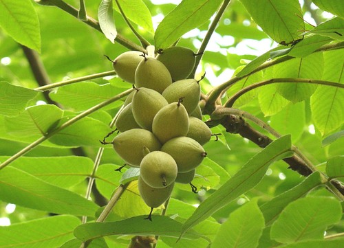 Juglans mandschurica asian - juglans,