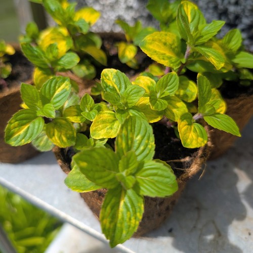 Ginger mint plant 10cm - ginger,