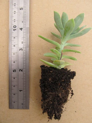 Sedum palmeri rooted - sedum, (rooted