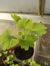 Ginkgo Biloba Seedling Bonsai