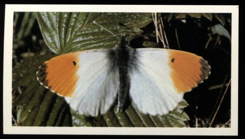 Tobacco card doncella - card,,