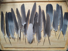 20 Different Size Natural Free Fallen Pigeon Feathers Black White Grey Craft 4