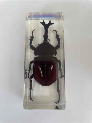 Taxidermy rhinoceros beetle - taxidermy,