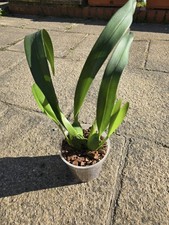 Maxillaria Cucullata Orchid House Office Indoor Plant 12-15cm Pot Not In Bloom