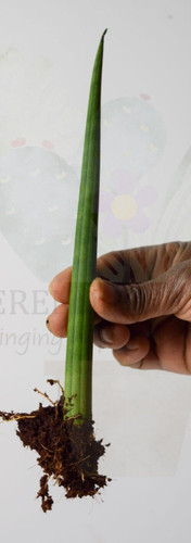 Sansevieria cylindrica