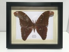 Atlas Moth (Attacus atlas)