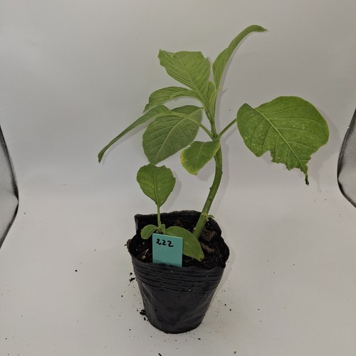 White brugmansia angel trumpet - white,