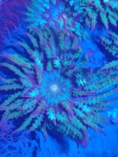 Flower Anemone coral reef