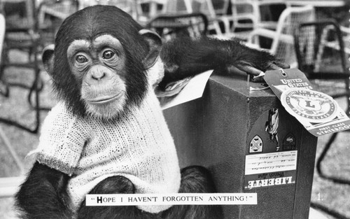 Postcard baby chimpanzee - -,