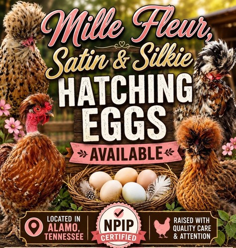 Mille fleur rare - 🐣,
