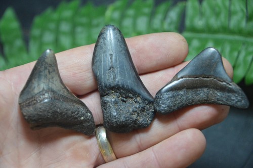 Amazing value real - value,, megalodon