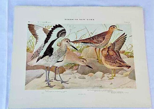 Birds new york colored - of,