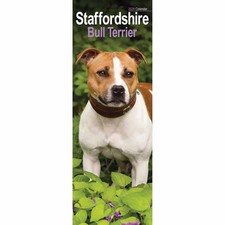 Staffordshire Bull Terrier Slim Calendar 2026 - Dogs - Month To View
