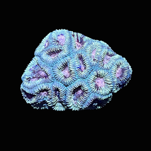 Cotton candy favia coral - cotton,