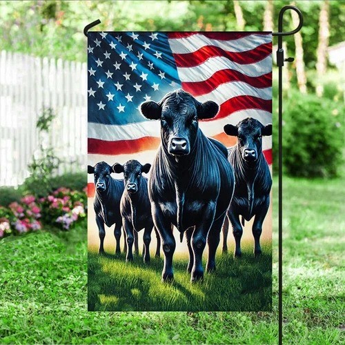 Black angus cattle american - black,