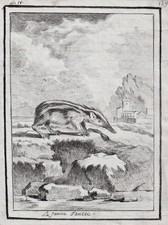 Tenrec Madagascar Animals Drawing 1780