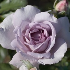 Special Event - 5.5lt Potted Shrub Garden Rose - Lilac - Very Fragrant