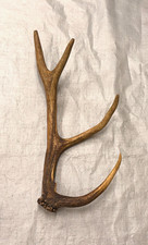 real stag antler shed crafts