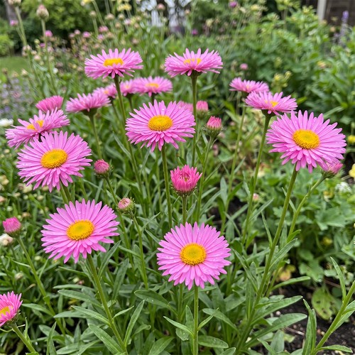 Erigeron fleabane pink jewel - pink,