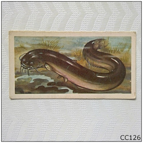 Brooke bond freshwater - bond, fish