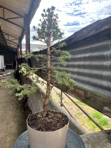 Picea glauca daisy white - glauca,