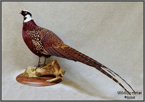 Crimson pheasant taxidermy - crimson,