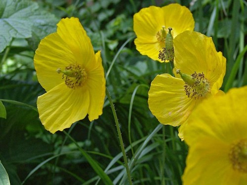 Pack 100 yellow welsh - of,