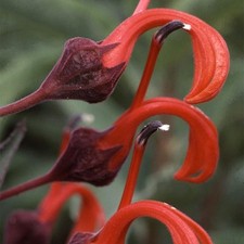 Flower - Lobelia Tupa - 100