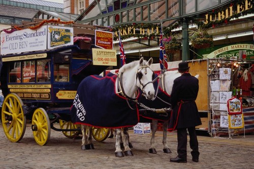585094 old horse - 585094,