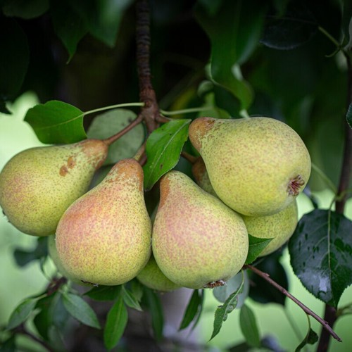 Dessert pear trees pyrus - dessert,