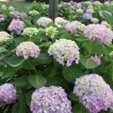 Hydrangea Shrub Garden Plant